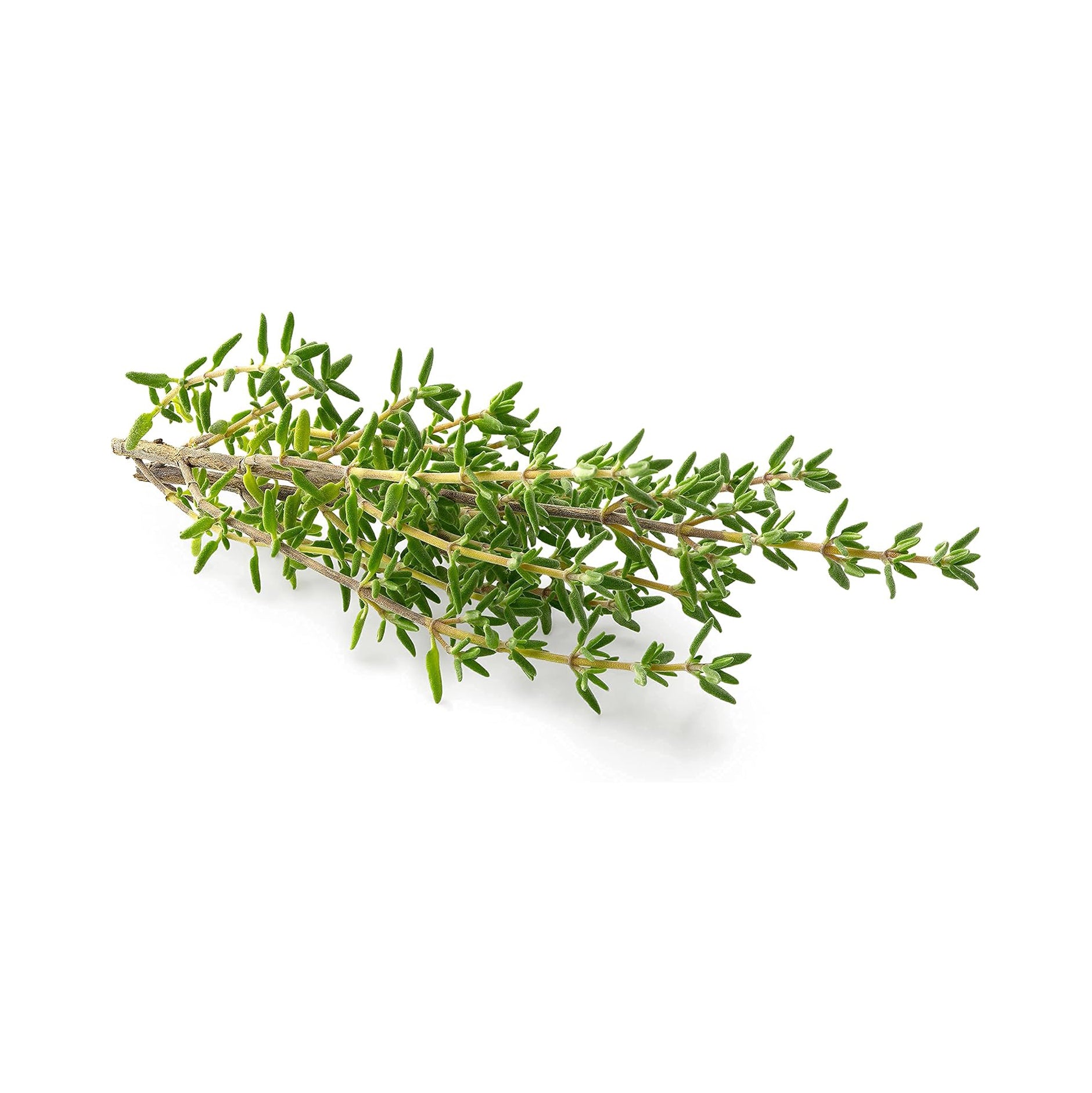 Kilo Thyme
