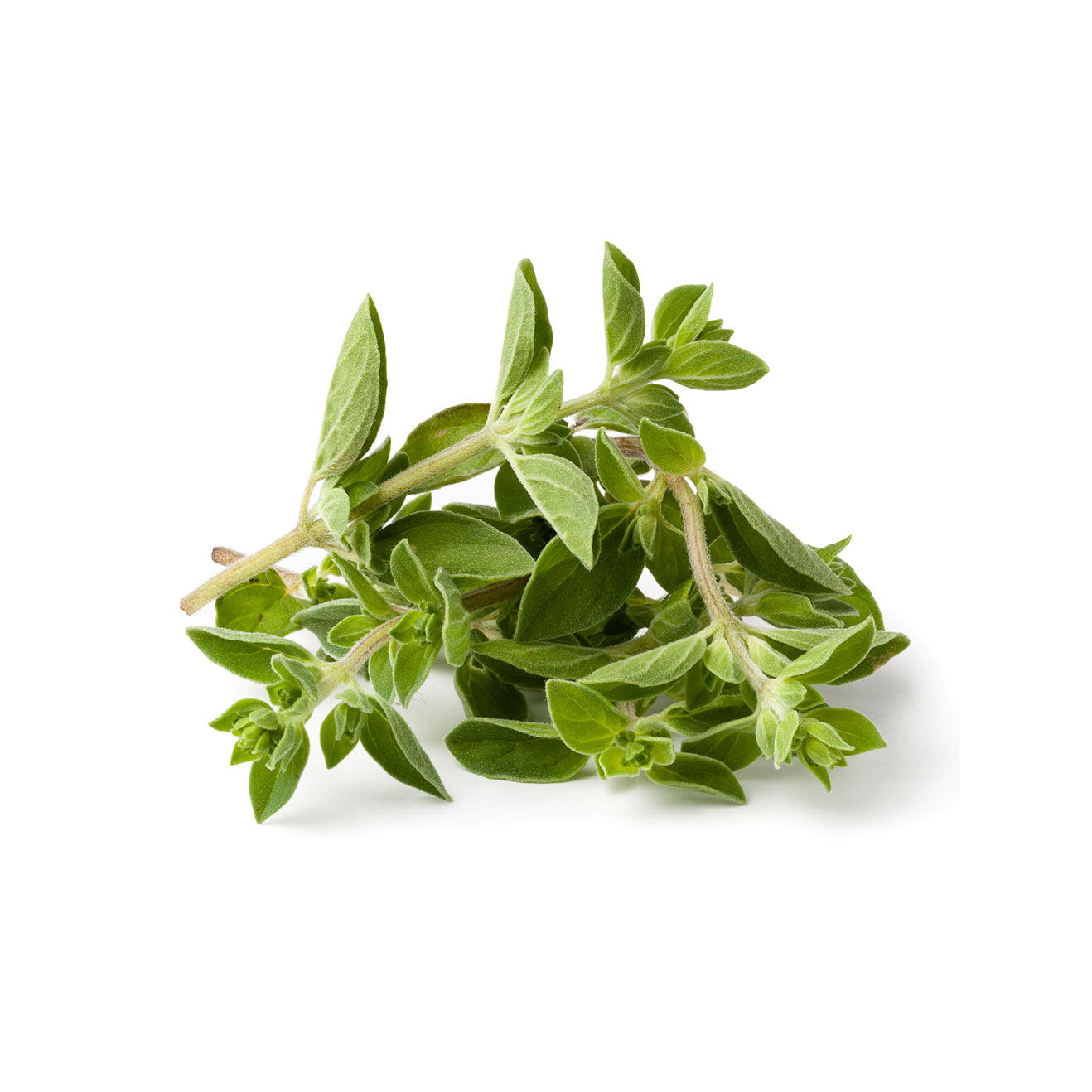 Oregano
